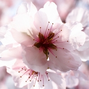 Kirschblüte Schwetzingen
