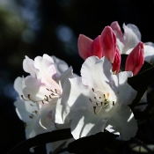 Rhododendrontage